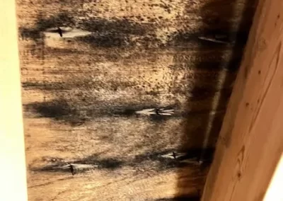 Mold Removal Services (4)
