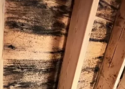 Mold Removal Services (5)